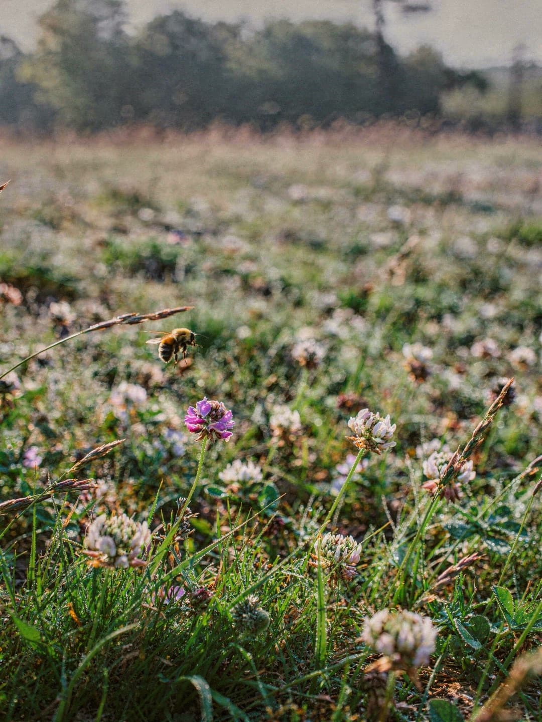 A bumblebee hovering low over dew-covered white and pink clover at dawn