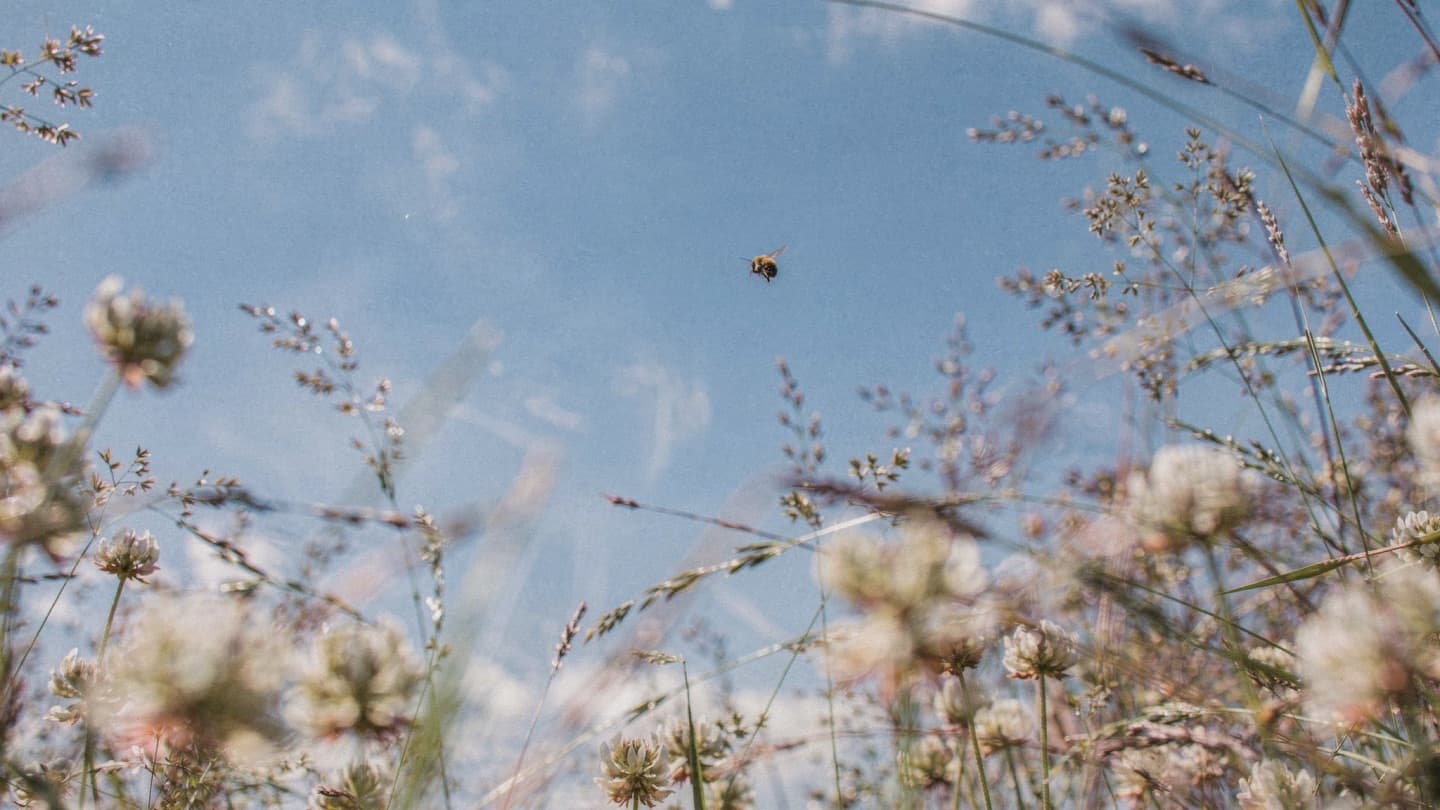 Looking up through meadow grasses at a soft blue sky, a bee in flight