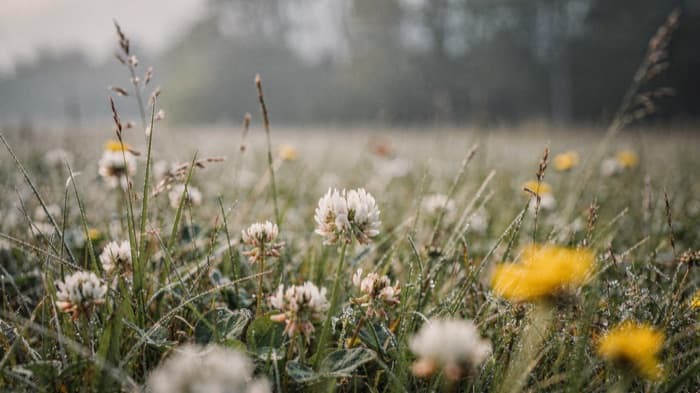 The same clover field lifted by clearer light, dew softening toward a hazy treeline