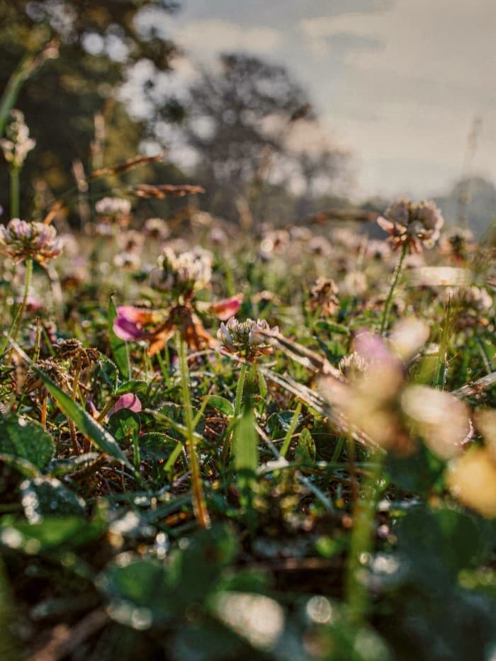 Ground-level view through backlit clover and grass toward a tree and pale sky