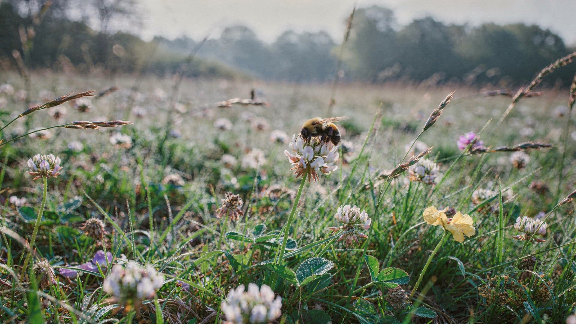 A dew-covered meadow at dawn with a bee resting on clover