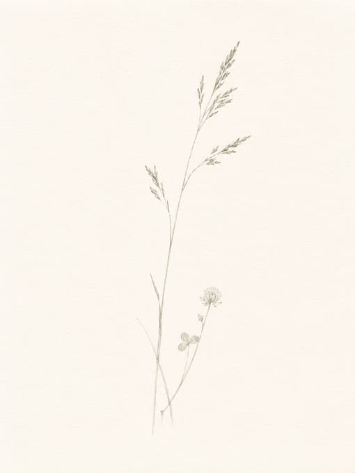 Botanical drawing of a grass stem beside a single white clover on cream paper